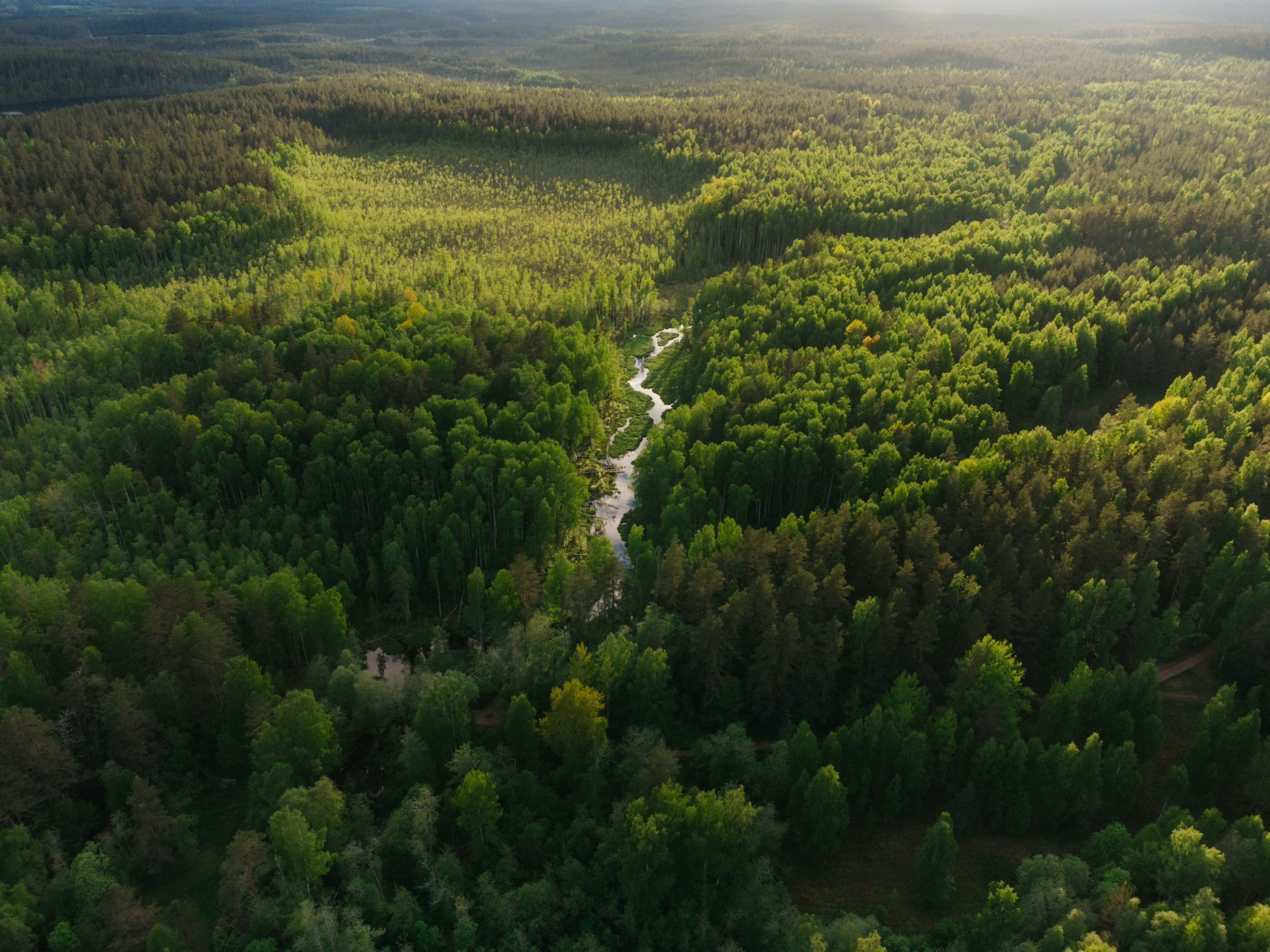 Michail dementiev forest unsplash