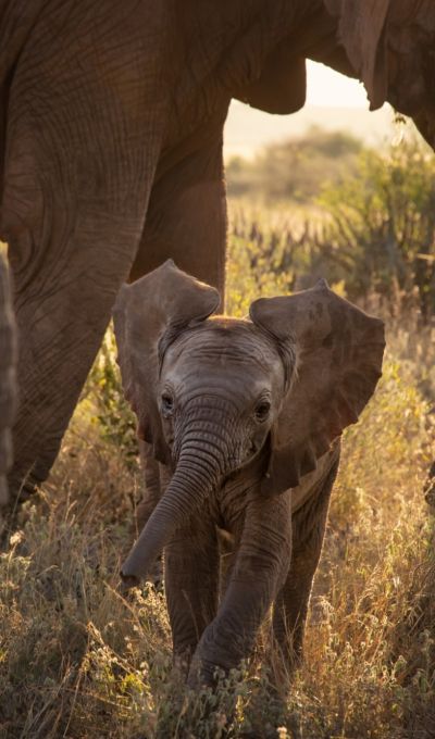 Niarra Travel Keith Ladzinski Sasaab Elephant