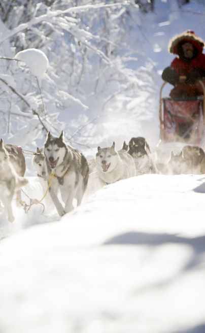 Aurora Safari Camp Sweden Dog Sledding