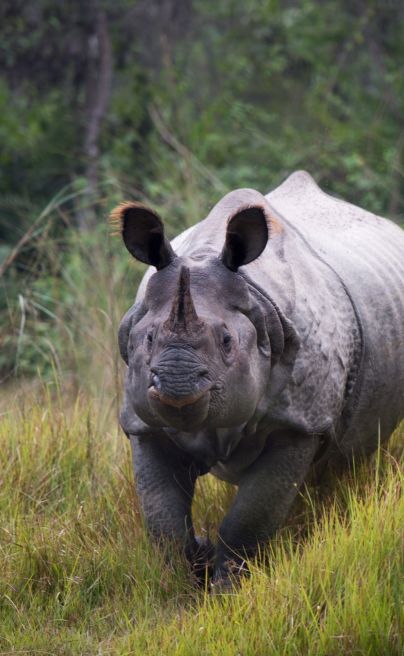 Bardia National Park Tiger Tops Karnali Nepal 14