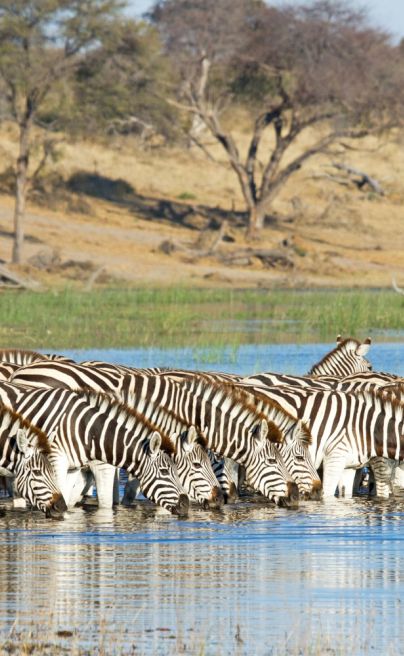 Boteti River Wildlife 06
