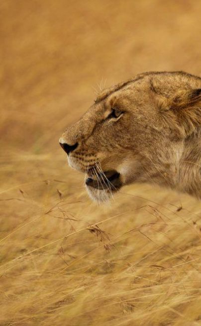 Dorobo Mobile Camp Mara lion