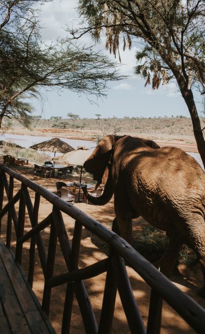 Elephant Bedroom Camp 12