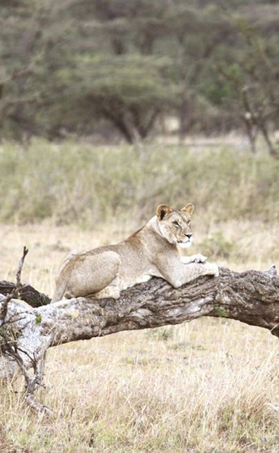 Encounter Mara13