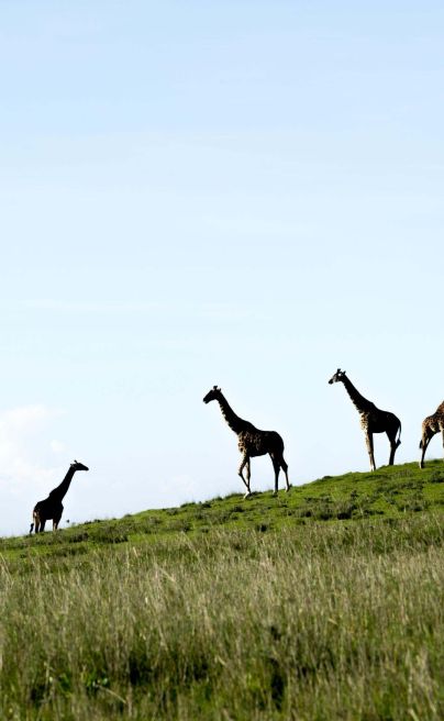 Entamanu Ngorongoro5
