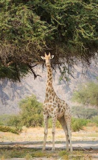 Hoanib Valley Camp Desert Adapted Giraffe