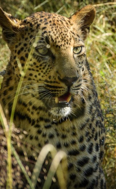 Ivory Lodge Lion Sands leopard2