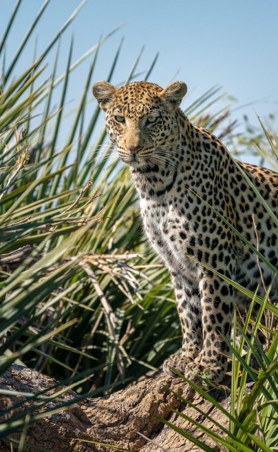Jao Camp Okavango Delta 20