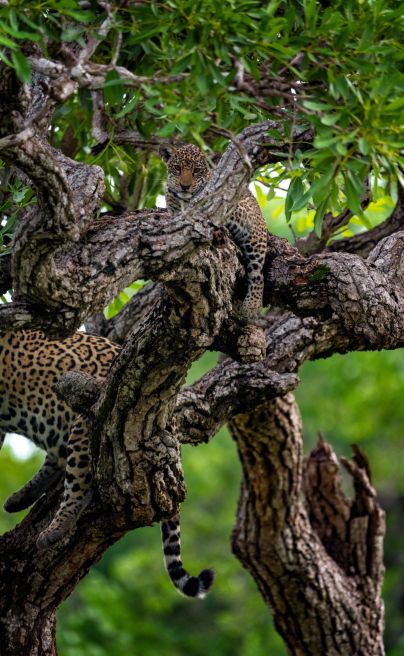 Keith Ladzinski for Niarra Travel Caiman Refuge jaguar 2