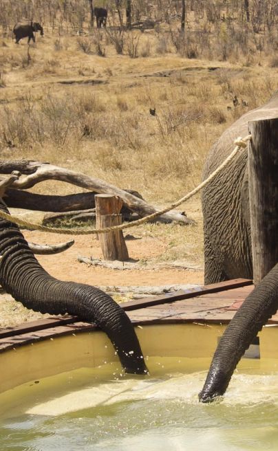Khulu Bush Camp Zimbabwe Plunge pool w ele