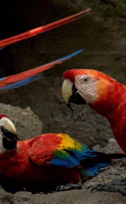 LA Ecuador The Amazon Napo Wildlife Centre Parrots