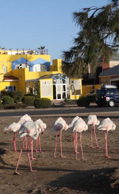 Lagoon Loge Namibia Exterior Flamingos