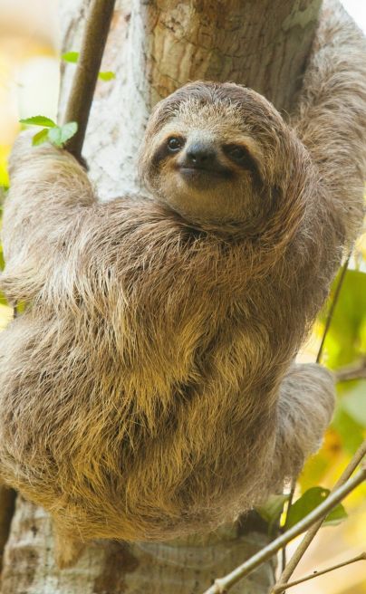 Lapa Rios Costa Rica sloth