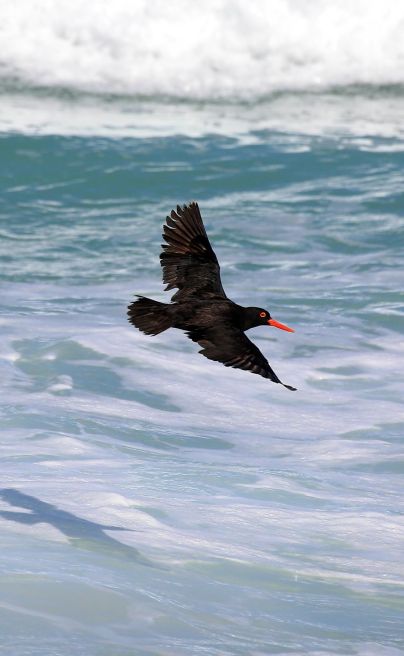 Lekkerwater Beach Lodge De Hoop bird