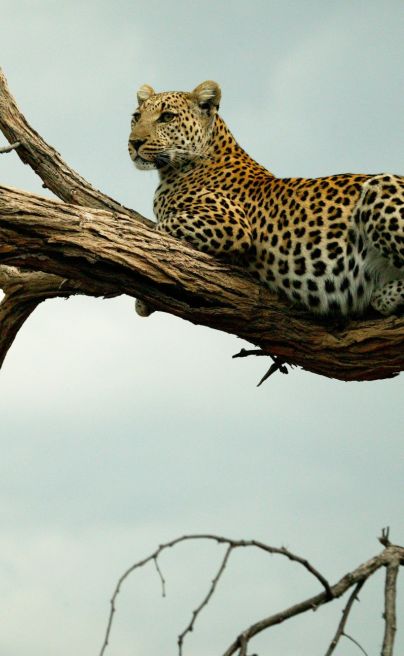 Leopard in the the Selinda Reserve