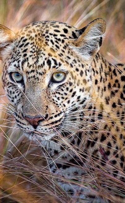 Leopard on the hunt