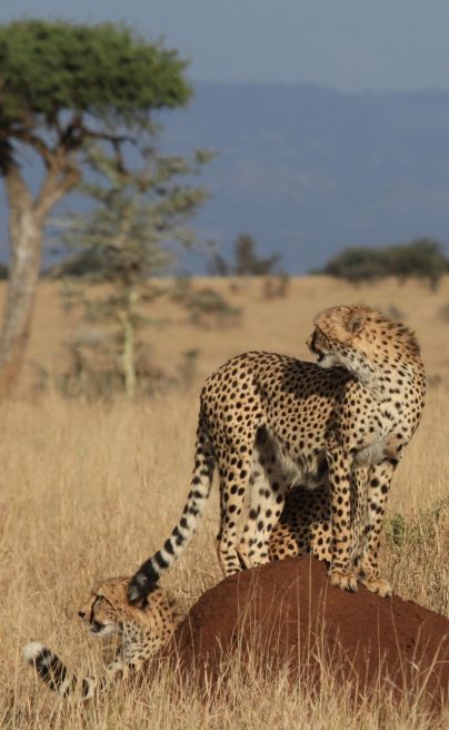 Lewa Wilderness Laikipia 11