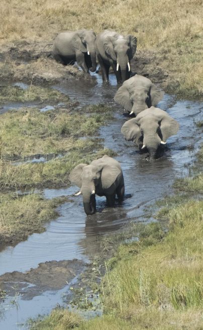 Linyanti Ebony Botswana eles