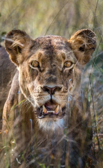 Little Makalolo Hwange21