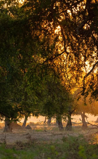 Mana River Camp Zimbabwe National park