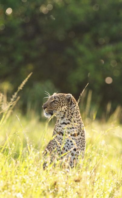 Mara House Leopard in tall grass