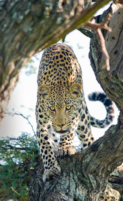 Marataba Mountain Leopard