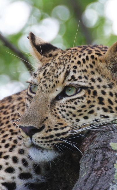 Marataba Safari Lodge Marakele leopard