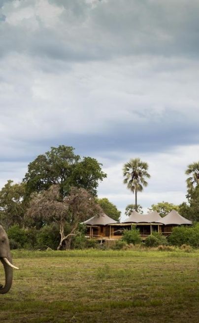 Mombo Camp Botswana ellie