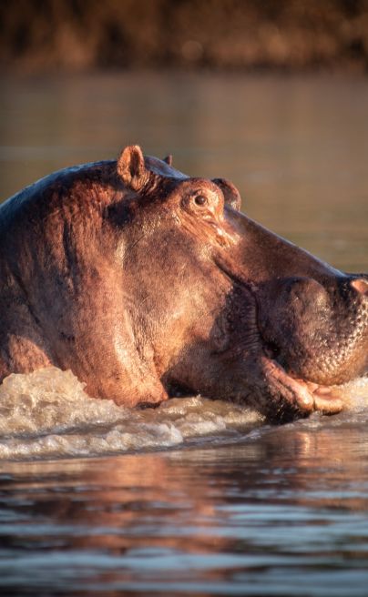 Mopiri Camp Bots hippo