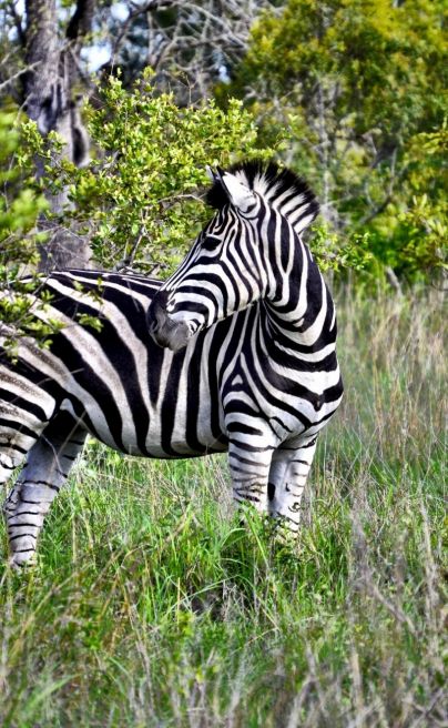 Ngala Private Game Reserve 10