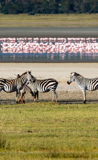 Ngorongoro Crater Gibbs Farm Tanzania 22