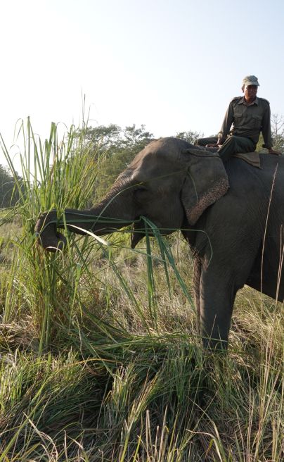 Niarra James W Tiger Tops Tharu Chitwan port