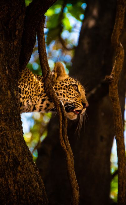 Nokanyana Bots leopard