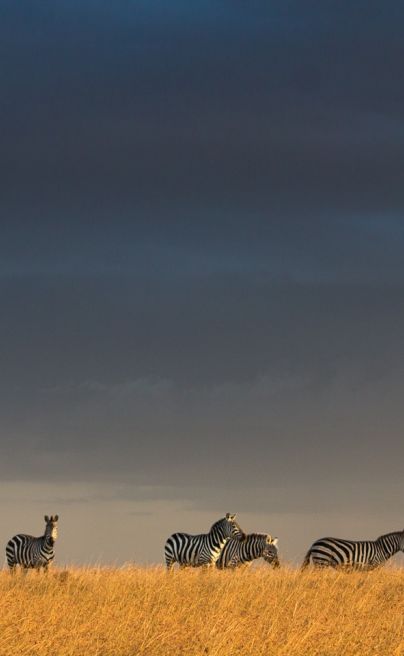 Ol Pejeta Safari Cottages zebra