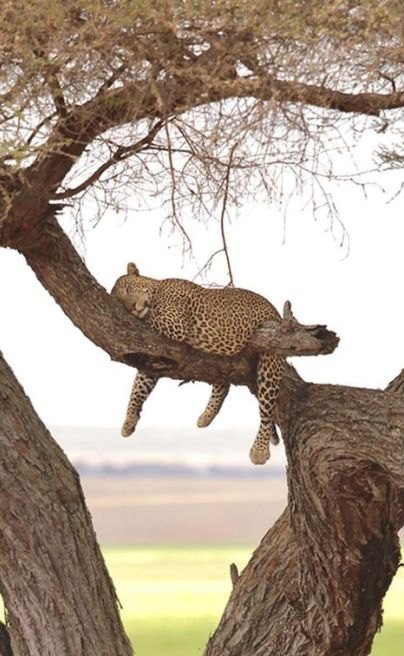 Olivers Camp Tanzania leopard
