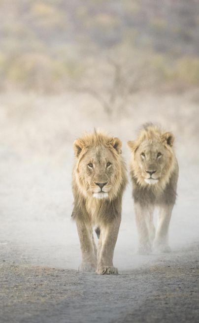 Ongava Lodge Etosha 5
