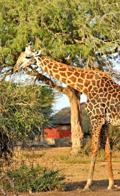 Satao Camp1