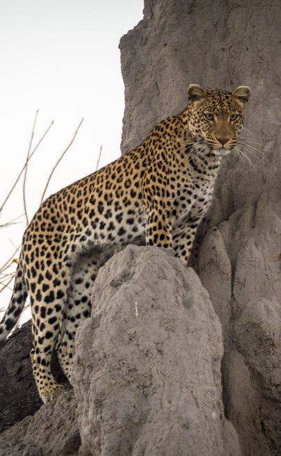 Savuti Camp3