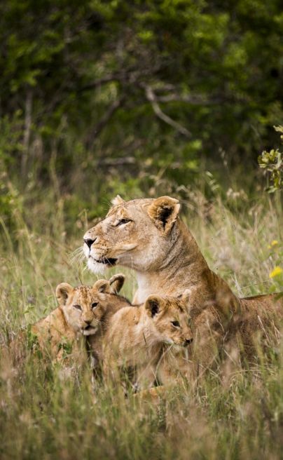 Segera Retreat lion cubs