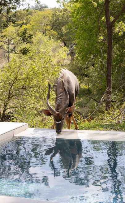 Shumbalala Game Lodge SA pool2