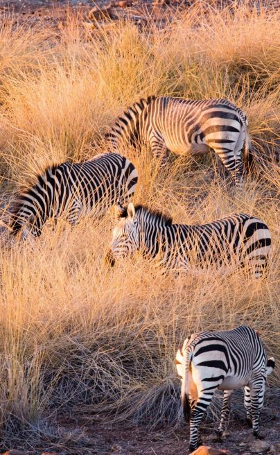Simbavati River Lodge 15
