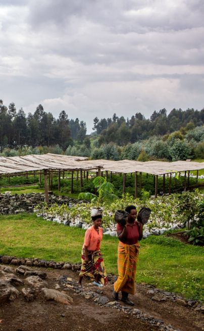 Singita Rwanda tree nursery