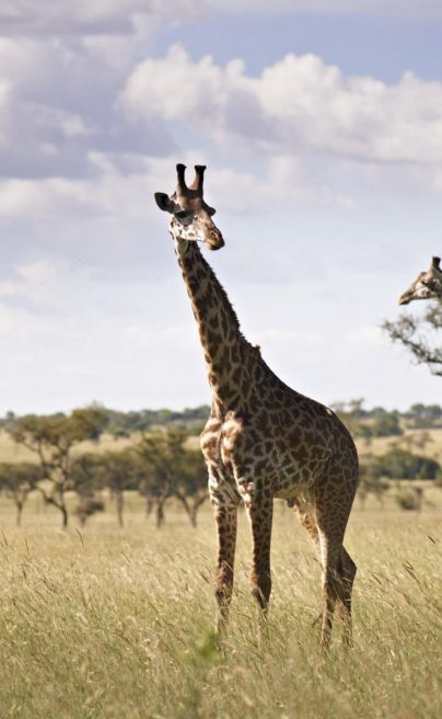 Singita Serengeti House