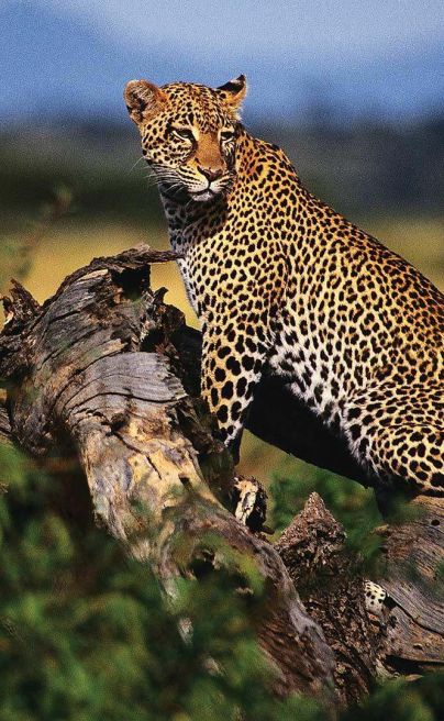Sopa Samburu15