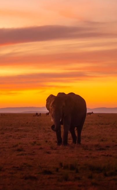 Spekes Camp Mara elephant
