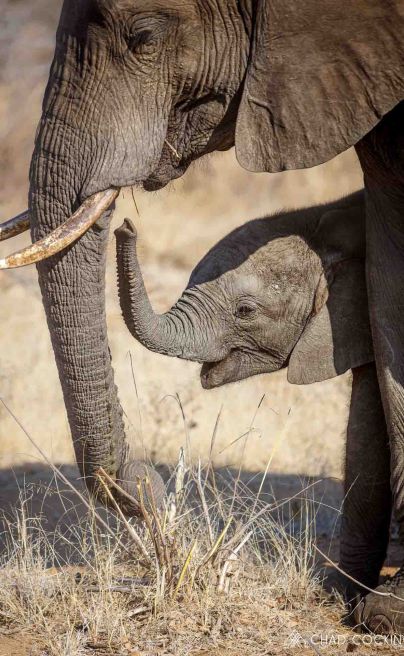 Tanda Tula Blog 2019 10 10 elephant calf 001