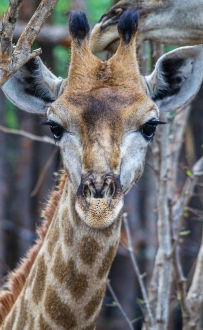 The River Club Zambia Giraffes