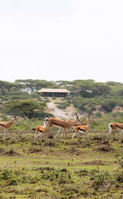 Ubuntu Camp Impala