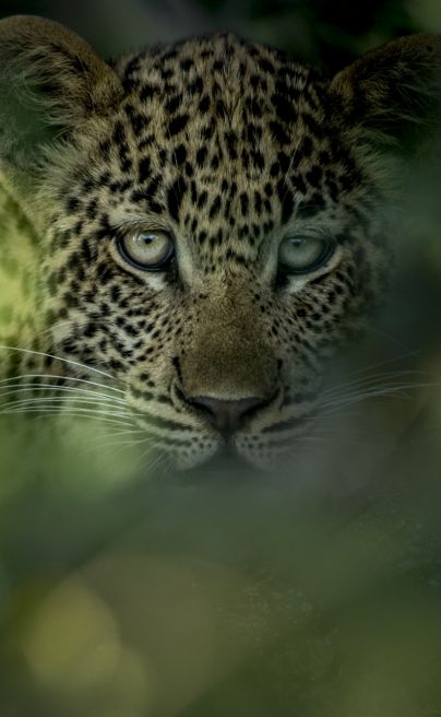 Wildlife Singita Kruger National Park 6