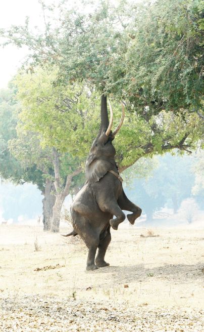Zambezi Expeditions Mana1